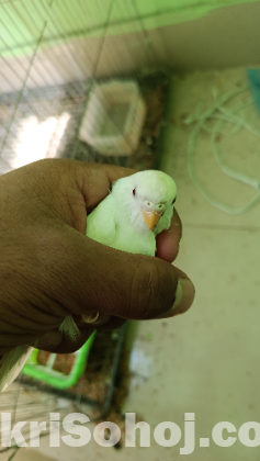 Albino red eye